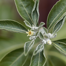 Fertilica Ashwagandha Extract (2oz)