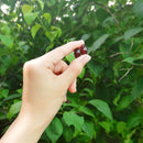 CoQ10 Ubiquinol 100mg