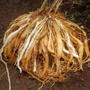 Fertilica Shatavari Extract (2oz)