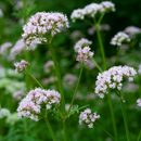 Fertilica Dong Quai Liquid Extract (2oz)