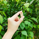 Women's Uterine Support Capsules