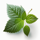 Fertilica Red Raspberry Leaf Tea